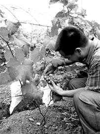 内江市哪个地方邱姓人口多_人口普查(3)