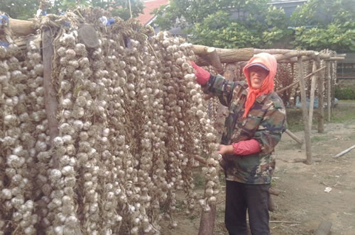 海城市宏日种植专业合作社助农增收 - 中国合作
