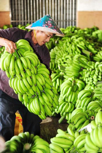 海南香蕉收获进入尾声图