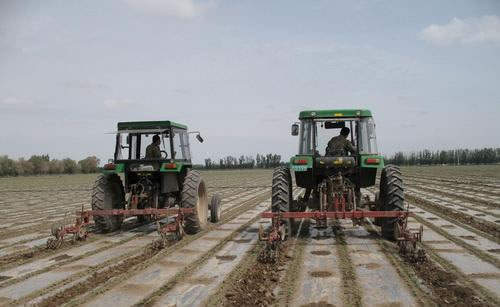 农八师一四三团对棉花进行苗期中耕提高地温促苗早发(图)