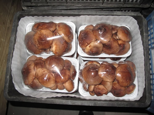 【015】香菇物流与保鲜技术研究