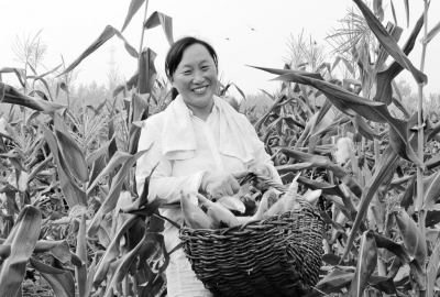 安徽涡阳：“执政农机专业合作社”“水果玉米”销量好（图）